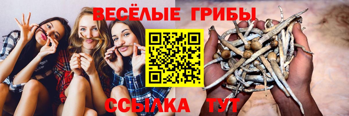 Псилоцибиновые грибы прущие грибы Павловский Посад